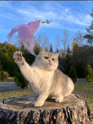 A British Shorthair playing