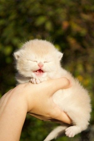 A kitten with a neat and shiny coat