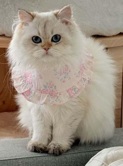 Kitten Personality Profiles: How Early Behavior Predicts Adult Temperament