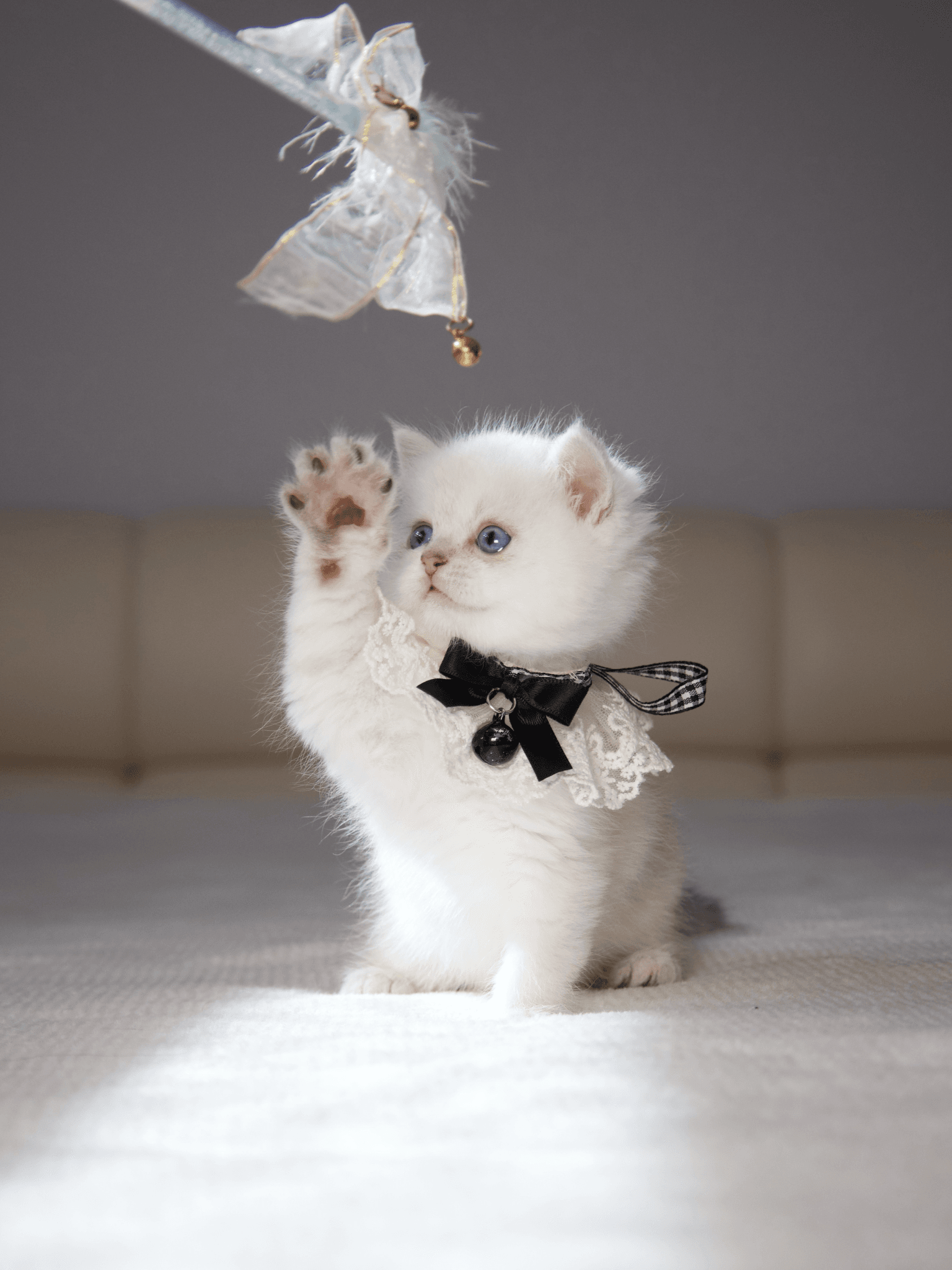 a cat with white fur playing with a cat toy