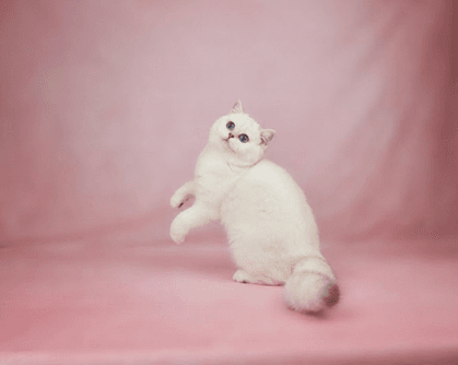 A British Shorthair cat posing for the camera.