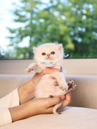 a person handling a white kitten