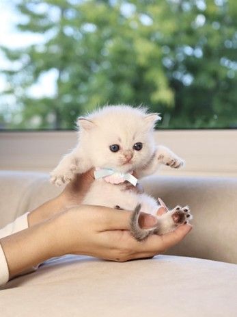 a tiny kitten sitting in a person’s hands