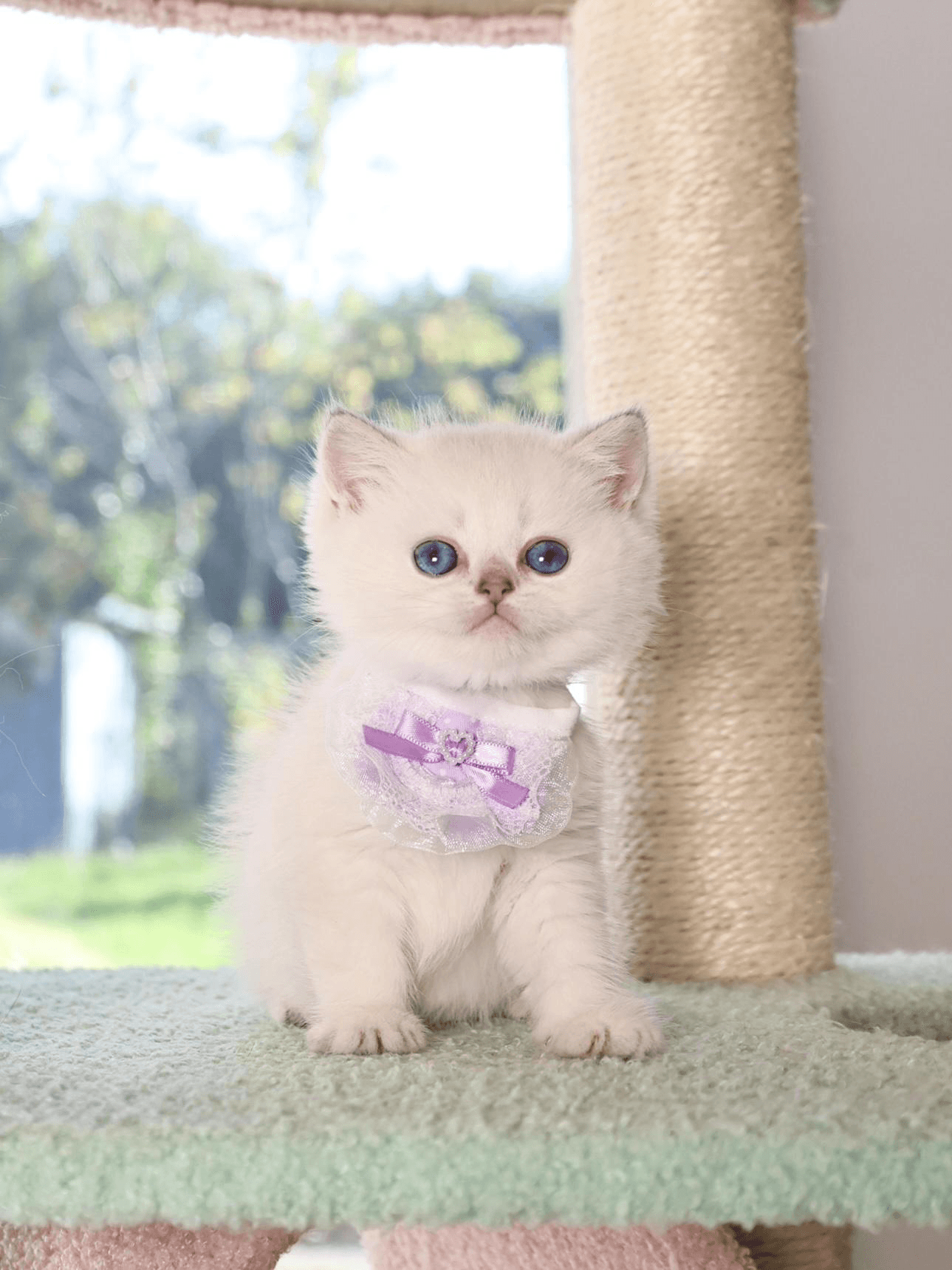 a kitten with a solid white coat