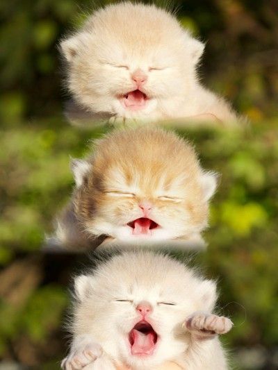 a kitten yawning outdoors