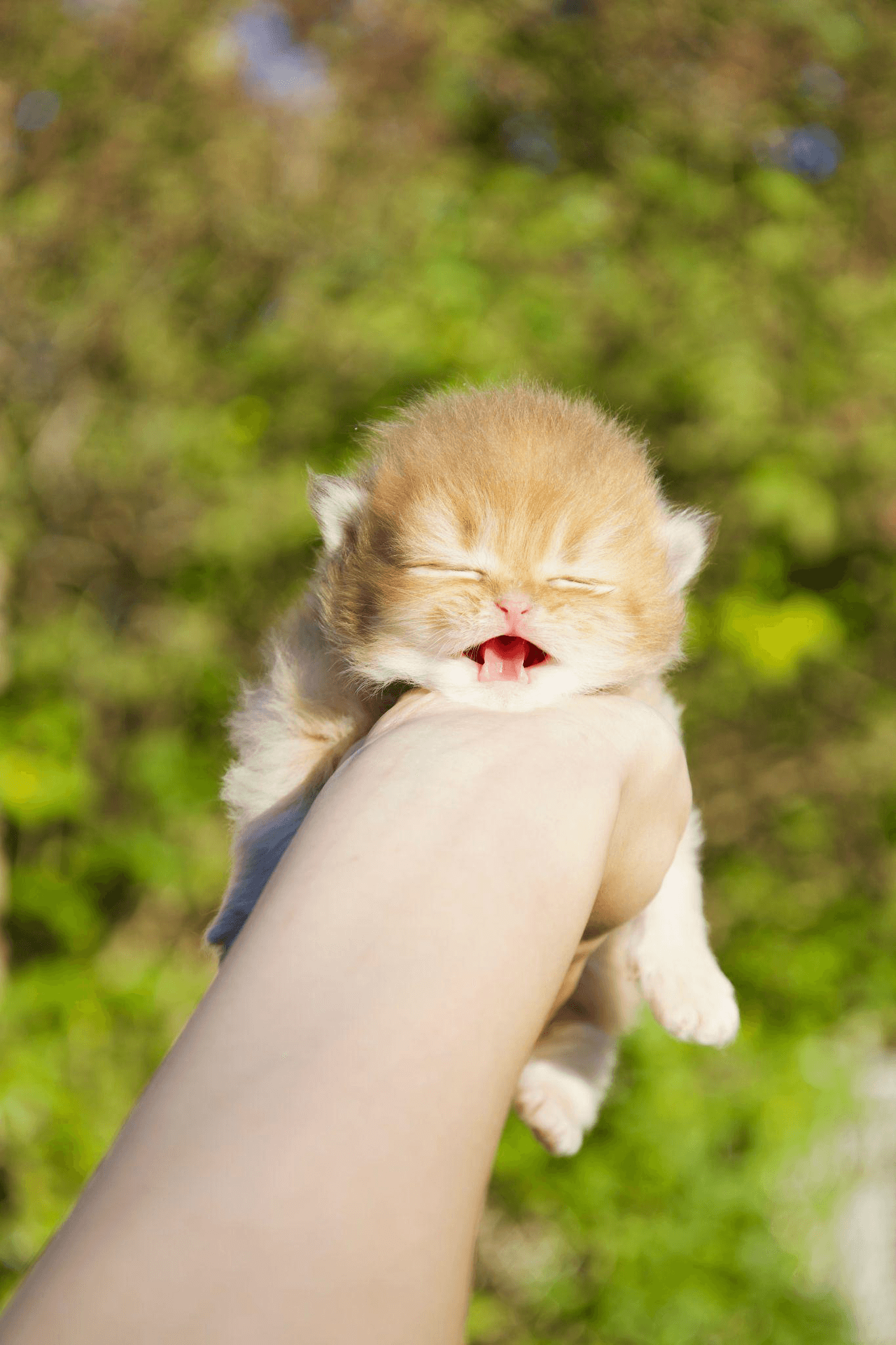 a kitten yawning into a person’s hand